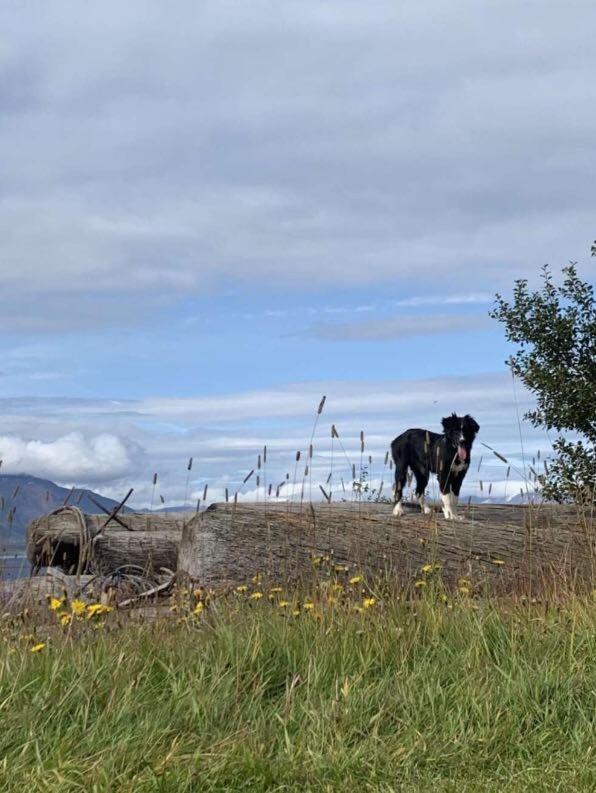 Asholl Guesthouse - Farmstay Akureyri Eksteriør bilde