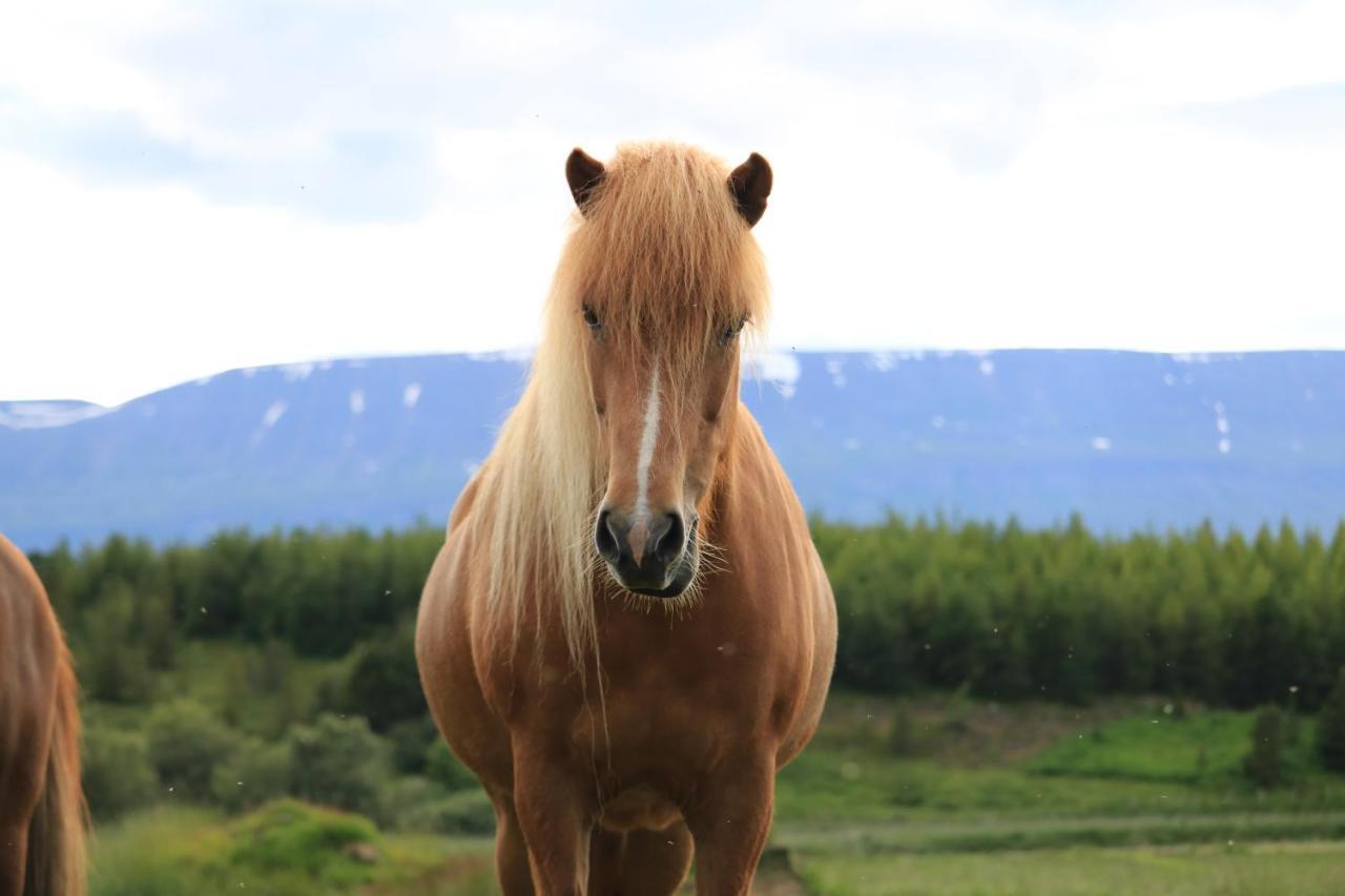 Asholl Guesthouse - Farmstay Akureyri Eksteriør bilde